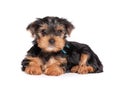 Yorkshire terrier puppy isolated on white Royalty Free Stock Photo