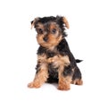Yorkshire terrier puppy isolated on white