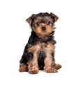 Yorkshire terrier puppy isolated on white Royalty Free Stock Photo