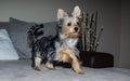 Yorkshire terrier puppy Royalty Free Stock Photo