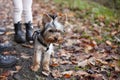 Yorkshire Terrier puppy on a leash in autumn park. Royalty Free Stock Photo