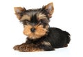 Yorkshire Terrier puppy on a white background Royalty Free Stock Photo