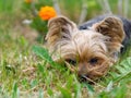 Yorkshire Terrier puppy lies in the low spring grass close to flowers. Funny small York puppy on golden hour time Royalty Free Stock Photo