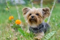 Yorkshire Terrier puppy lies in the low spring grass close to flowers. Funny small York puppy on golden hour time Royalty Free Stock Photo
