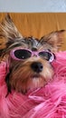 Yorkshire Terrier female puppy wearing glasses