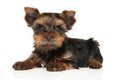 Yorkshire Terrier puppy lying Yorkshire Terrier puppy sits in an open gift box on a white background Royalty Free Stock Photo