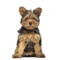 Yorkshire Terrier puppy , 3 months old Royalty Free Stock Photo
