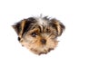 Yorkshire Terrier puppy in paper side torn hole. isolated