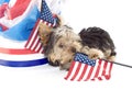 Yorkshire Terrier Puppy with Patriotic Theme