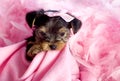Yorkshire Terrier Puppy with Pink Background Royalty Free Stock Photo