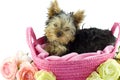 Yorkshire Terrier Puppy in Pink Basket Royalty Free Stock Photo