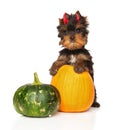 Yorkshire Terrier puppy with pumpkins