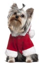 Yorkshire Terrier puppy in Santa outfit Royalty Free Stock Photo