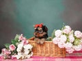 Yorkshire Terrier puppy sits in a wicker basket with flowers Royalty Free Stock Photo