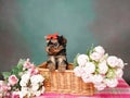 Yorkshire Terrier puppy sits in a wicker basket with flowers Royalty Free Stock Photo