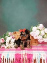 Yorkshire Terrier puppy sits in a wicker basket with flowers Royalty Free Stock Photo