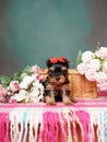 Yorkshire Terrier puppy sits in a wicker basket with flowers Royalty Free Stock Photo