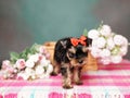 Yorkshire Terrier puppy sits in a wicker basket with flowers Royalty Free Stock Photo