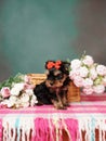 Yorkshire Terrier puppy sits in a wicker basket with flowers Royalty Free Stock Photo