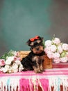 Yorkshire Terrier puppy sits in a wicker basket with flowers Royalty Free Stock Photo