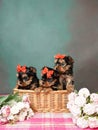 Yorkshire Terrier puppy sits in a wicker basket with flowers Royalty Free Stock Photo