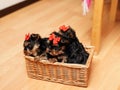 Yorkshire Terrier puppy sits in a wicker basket Royalty Free Stock Photo