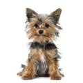 Yorkshire terrier puppy sitting against white background Royalty Free Stock Photo