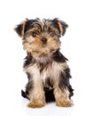 Yorkshire Terrier puppy sitting in front. isolated on white Royalty Free Stock Photo