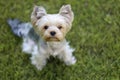 Yorkshire Terrier puppy sitting on the park grass Royalty Free Stock Photo