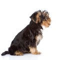 Yorkshire Terrier puppy sitting in profile. on white ba Royalty Free Stock Photo