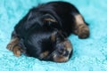 Yorkshire Terrier puppy sleeping on blue background Royalty Free Stock Photo