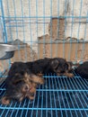 Yorkshire terrier puppy sleeping in the cage Royalty Free Stock Photo