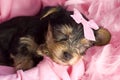 Yorkshire Terrier Puppy Sleeping Closeup