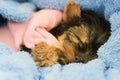 Yorkshire Terrier puppy sleeping Royalty Free Stock Photo