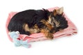 Yorkshire Terrier puppy sleeping on pink towel Royalty Free Stock Photo