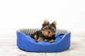 Yorkshire Terrier puppy sleeping in a room on a dog bed. Animals