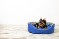 Yorkshire Terrier puppy sleeping in a room on a dog bed. Animals. Royalty Free Stock Photo