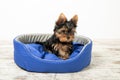 Yorkshire Terrier puppy sleeping in a room on a dog bed. Royalty Free Stock Photo