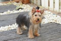 Yorkshire Terrier Puppy Royalty Free Stock Photo