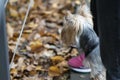 Yorkshire Terrier puppy standing on a leash in the autumn park Royalty Free Stock Photo