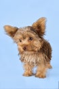 Yorkshire Terrier puppy standing in studio looking inquisitive b Royalty Free Stock Photo