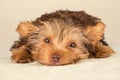 Yorkshire Terrier puppy standing in studio looking inquisitive b Royalty Free Stock Photo