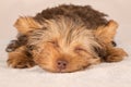 Yorkshire Terrier puppy standing in studio looking inquisitive b Royalty Free Stock Photo