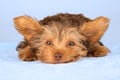 Yorkshire Terrier puppy standing in studio looking inquisitive b Royalty Free Stock Photo