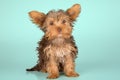 Yorkshire Terrier puppy standing in studio looking inquisitive g Royalty Free Stock Photo