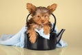 Yorkshire Terrier puppy standing in studio looking inquisitive p Royalty Free Stock Photo