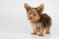 Yorkshire Terrier puppy standing in studio looking inquisitive w Royalty Free Stock Photo