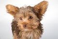 Yorkshire Terrier puppy standing in studio looking inquisitive w Royalty Free Stock Photo