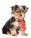 Yorkshire Terrier puppy with tie. on white background Royalty Free Stock Photo