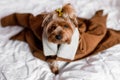 Yorkshire Terrier puppy warmly dressed in a jacket